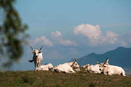 Mucche in collina